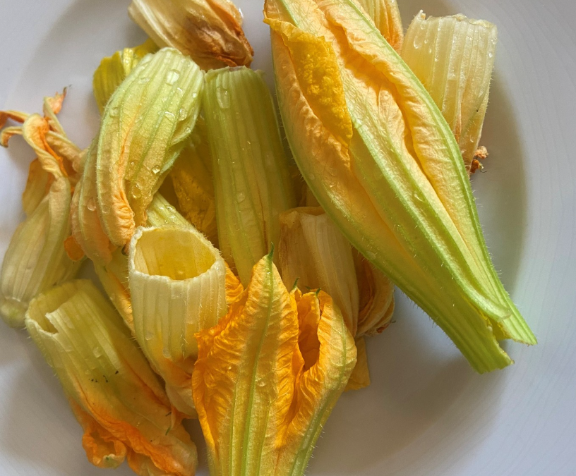 Fleurs de courgettes